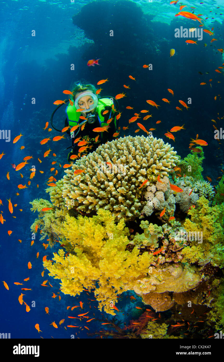 Mer Rouge, sous-marin, les récifs coralliens, sea life, la vie marine, de l'océan, la plongée, les vacances, l'eau, plongeur, plongeur, anthias poisson femelle Banque D'Images