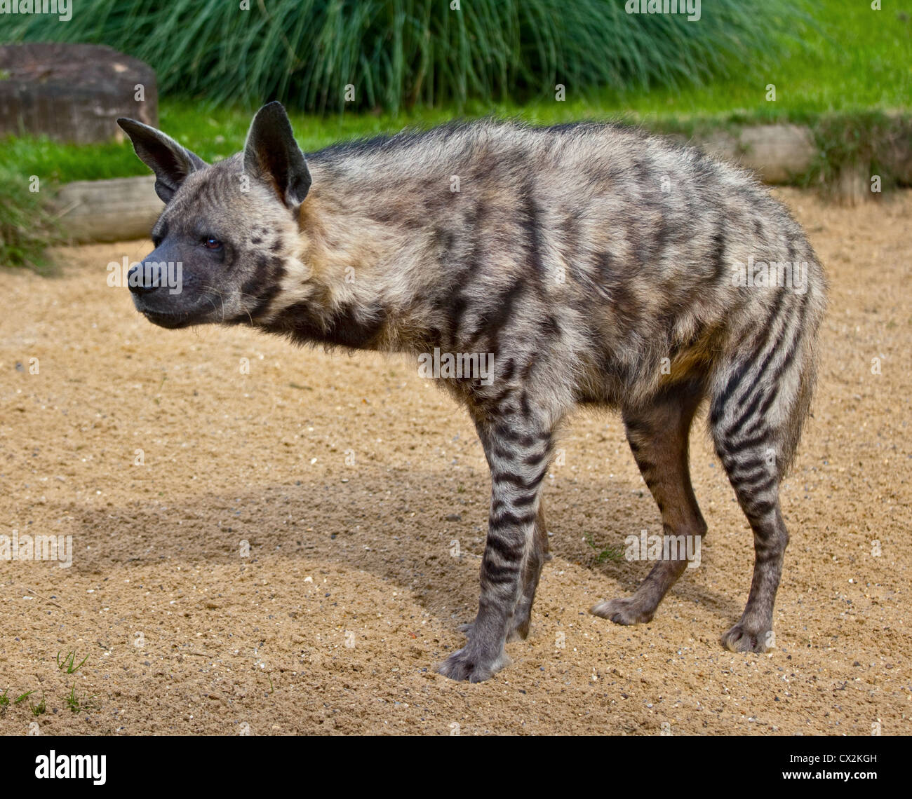 Hyène rayée (Hyaena hyaena) Banque D'Images
