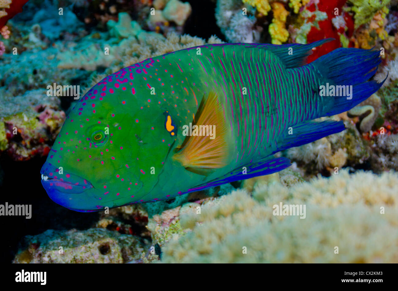 Mer Rouge, sous-marin, les récifs coralliens, sea life, la vie marine, de l'océan, la plongée, vacances, eau, poisson, poissons colorés, wrass, couleur Banque D'Images