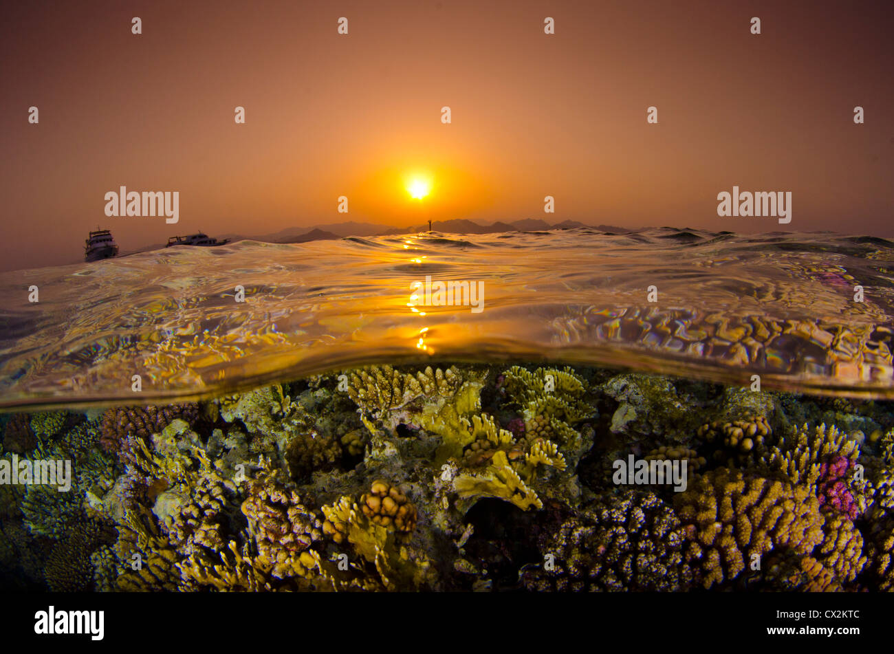 Mer Rouge, sous-marin, les récifs coralliens, sea life, la vie marine, de l'océan, la plongée, locations, d'eau, coucher de soleil, l'eau claire, l'eau peu profonde Banque D'Images