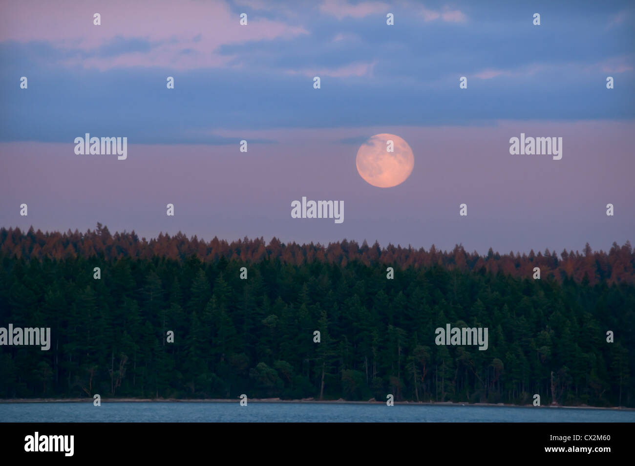 Blue Moon Rising sur Squaxin Island dans le Puget Sound, près d'Olympia, Washington Banque D'Images