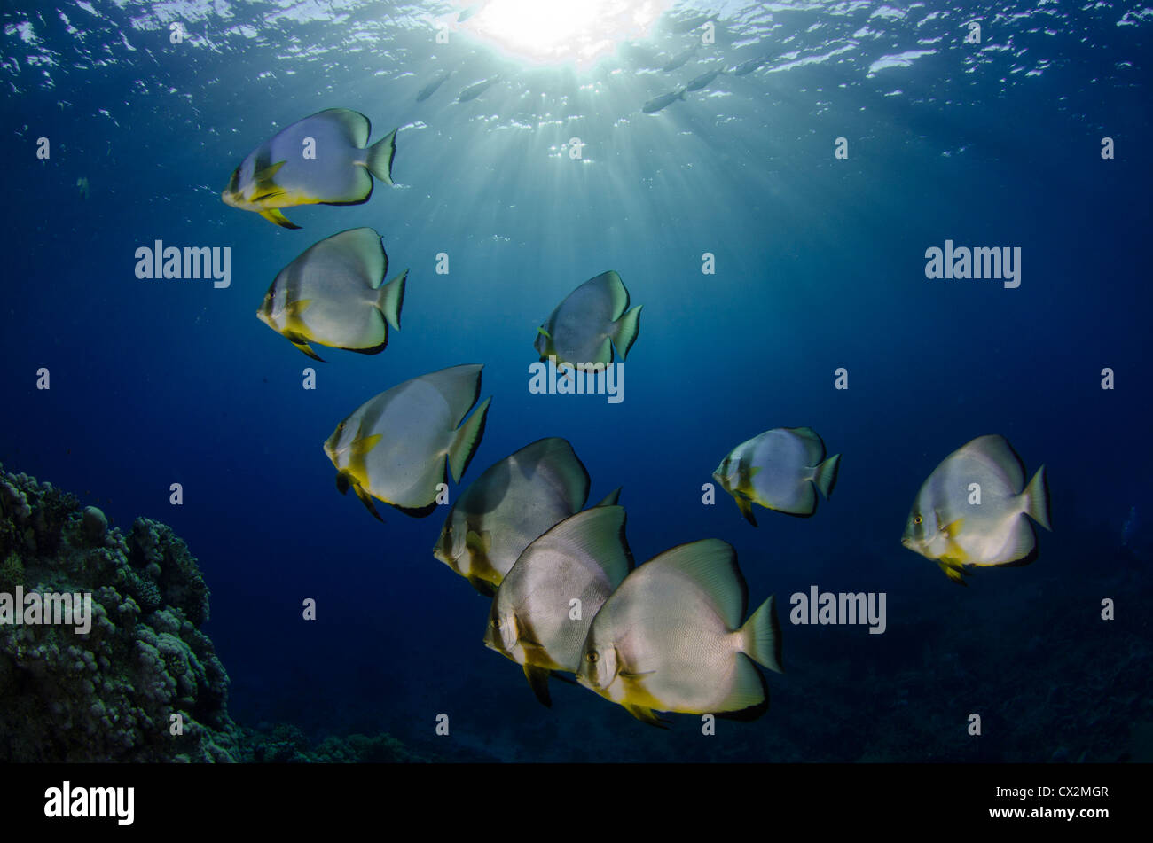 De l'école bat le poisson dans la mer Rouge, en Egypte. Eau bleu clair avec des rayons de soleil, sous l'eau, profonde, plongée, plongée sous-marine, l'océan, sur la mer, sea life Banque D'Images