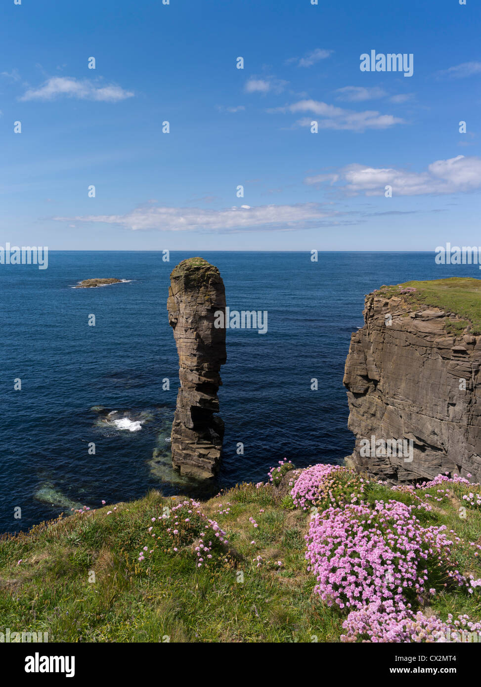 dh Yesnaby Castle YESNABY ORKNEY Scottish Sea pile de fleurs de mer rocky seacliffs top coast écosse été thrift piles falaises royaume-uni Banque D'Images