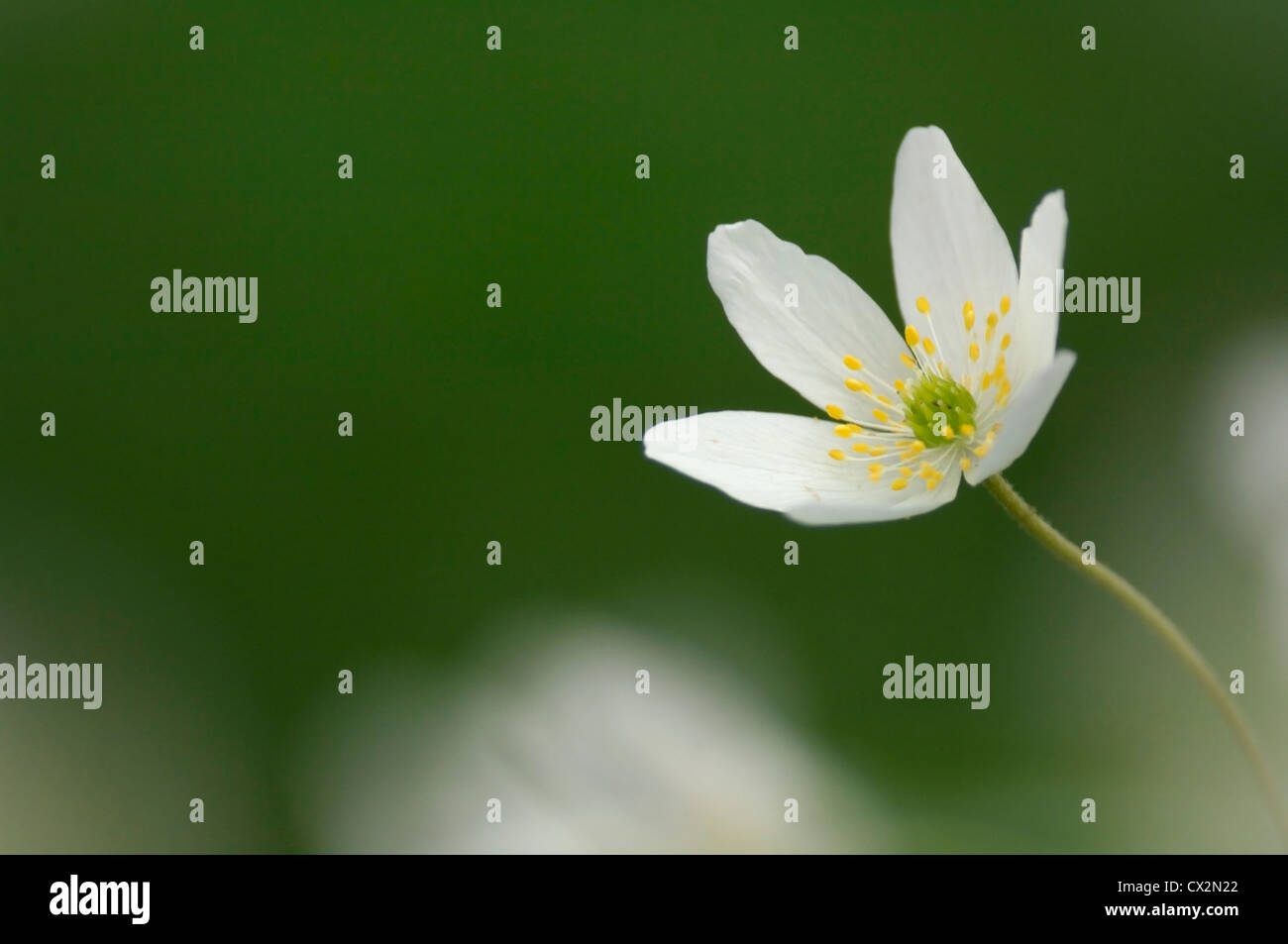 Anémone des bois Anemone nemorosa fleur unique dépassant d'autres sur le marbre, Essex, Avril Banque D'Images