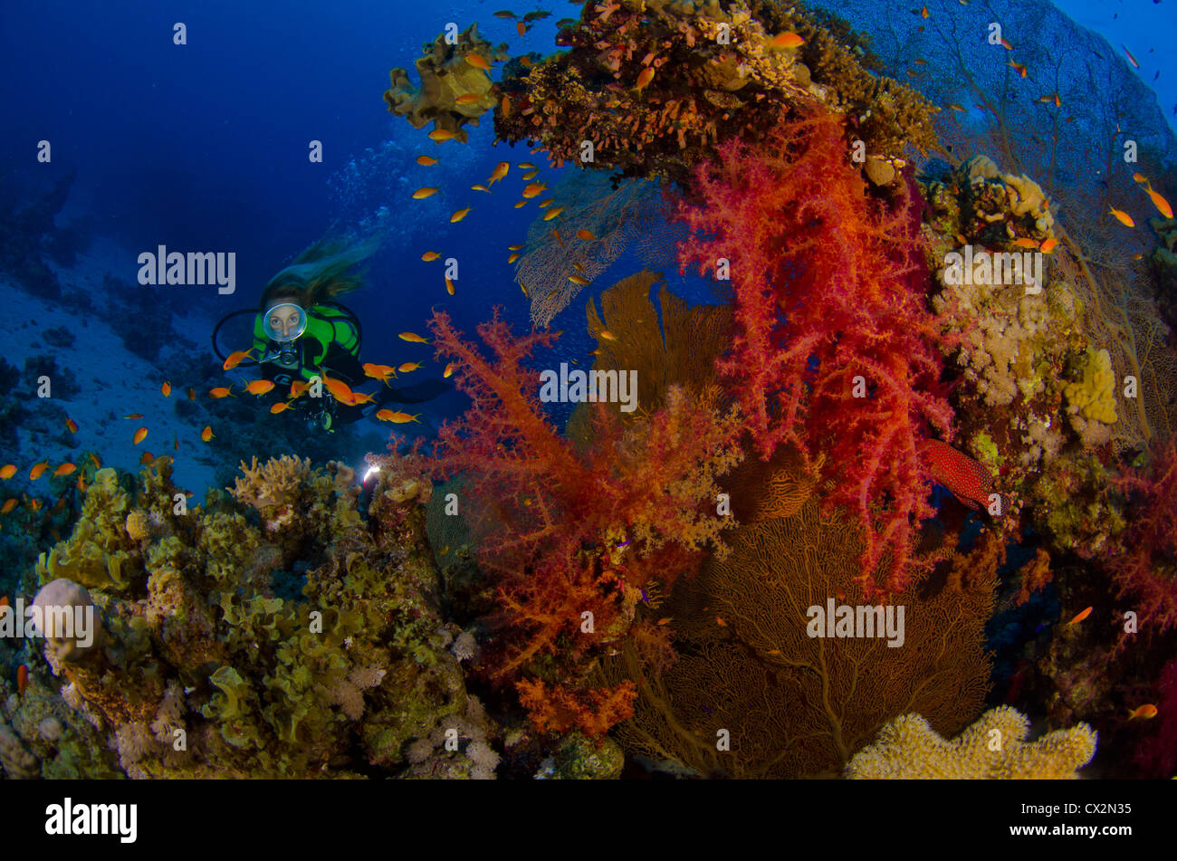 Barrière de corail, Mer Rouge, Egypte, tropical reef, coloré, couleur, corail, plongeur, plongeur femelle, de l'eau, profonde, l'eau bleu, plongée, plongée sous-marine. Banque D'Images