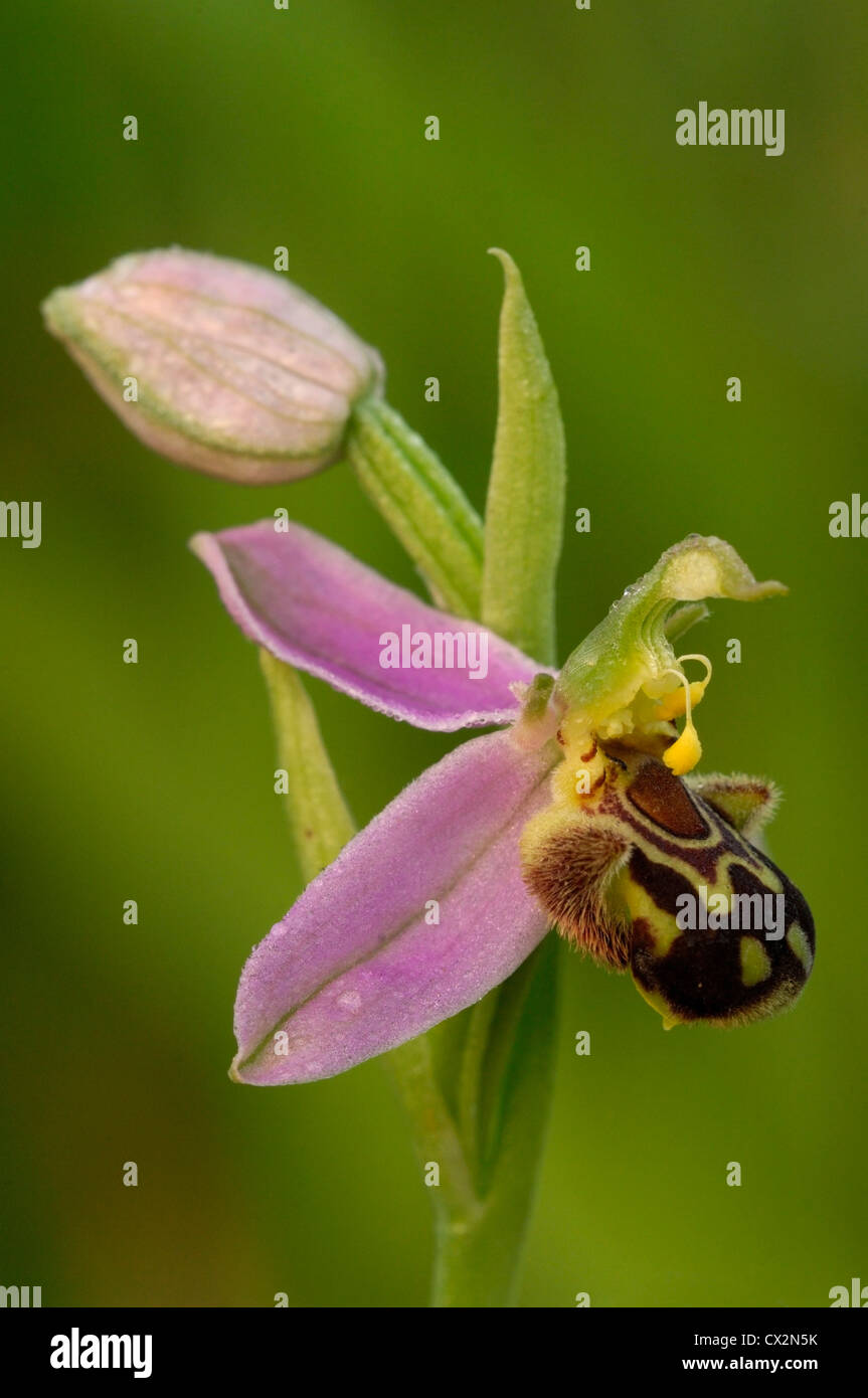 L'orchidée abeille Ophrys apifera close up of montrant des fleurs et gouttes de rosée motif imitant l'abeille, Essex, juin Banque D'Images