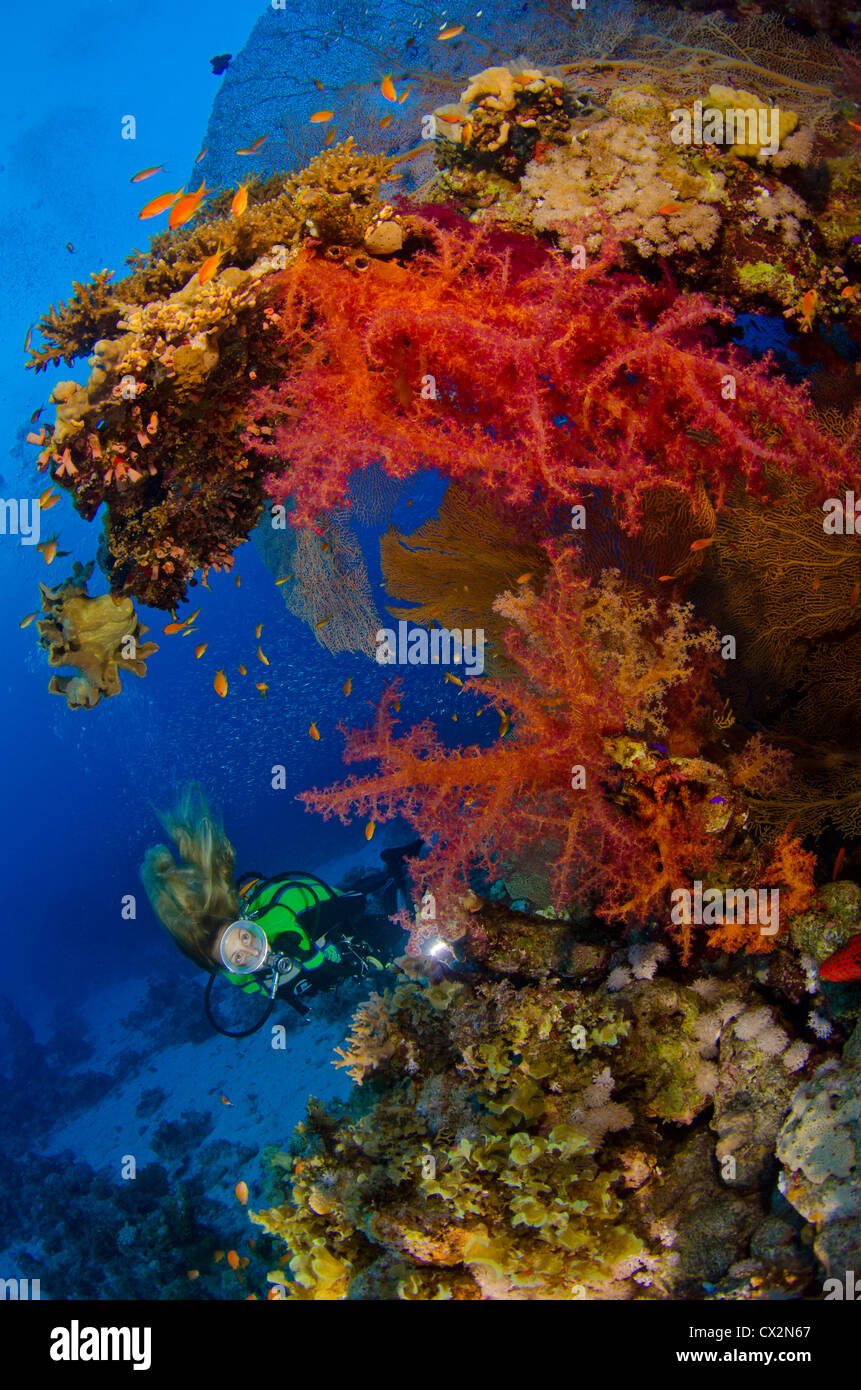 Barrière de corail, Mer Rouge, Egypte, Fonds sous-marins, récifs tropicaux, coloré, couleur, plongeur, plongeur femelle, de l'eau, l'eau bleue, profonde, plongée. Banque D'Images