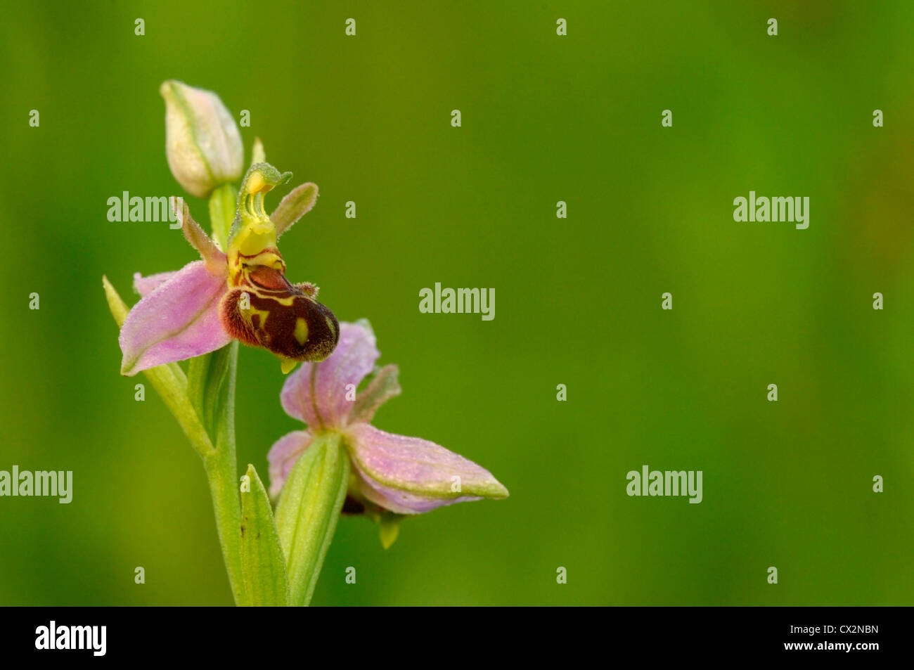 L'orchidée abeille Ophrys apifera close up of montrant des fleurs et gouttes de rosée motif imitant l'abeille, Essex, juin Banque D'Images