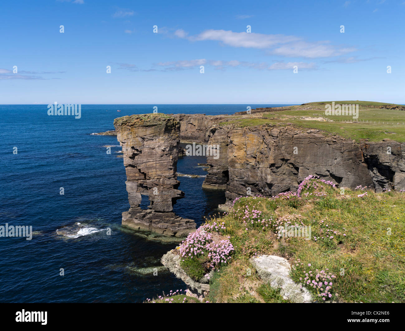 Dh Yesnaby YESNABY Château mer fleurs seapink Orcades pile rocky top seacliffs Banque D'Images
