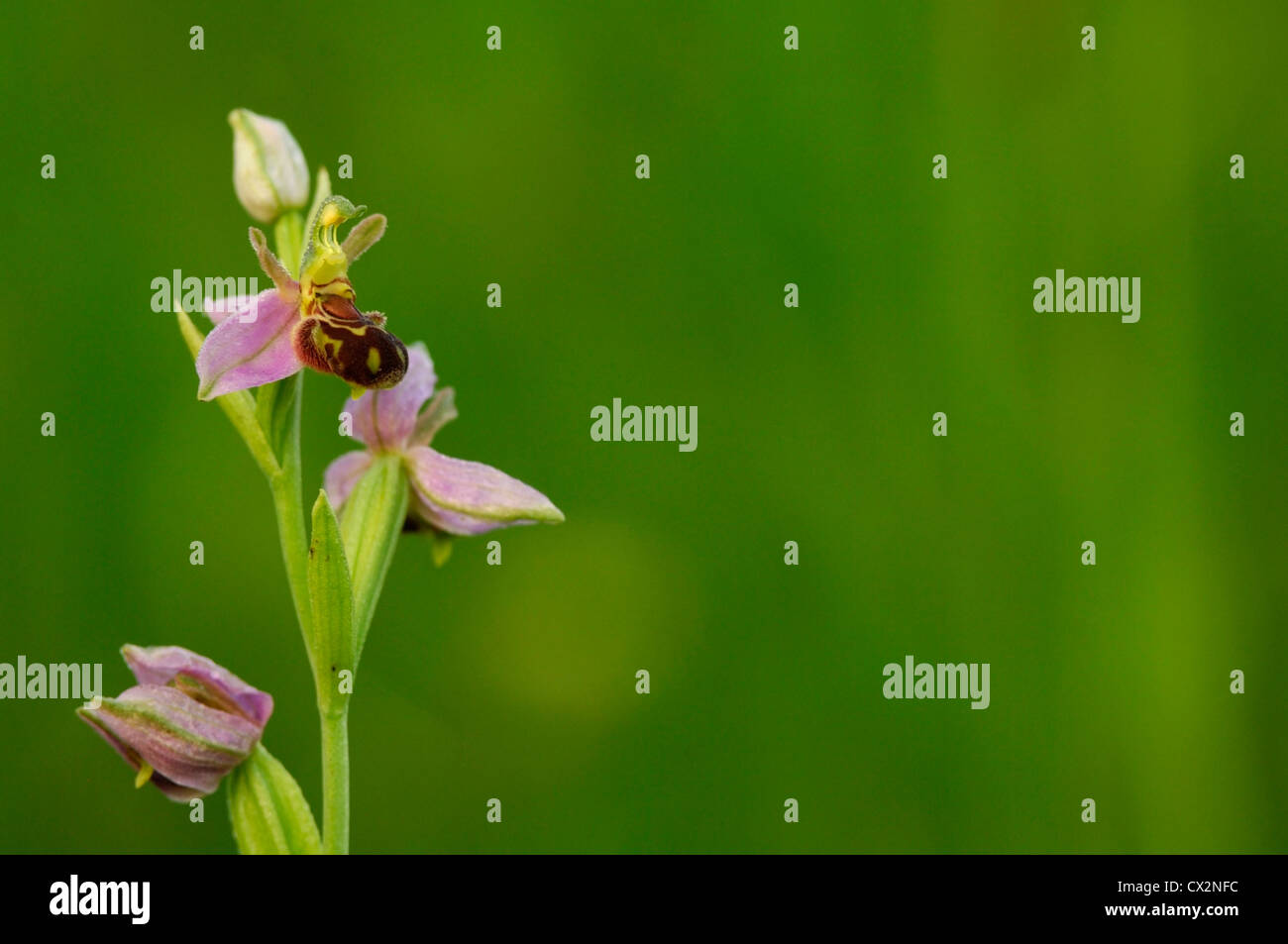 L'orchidée abeille Ophrys apifera close up of montrant des fleurs et gouttes de rosée motif imitant l'abeille, Essex, juin Banque D'Images