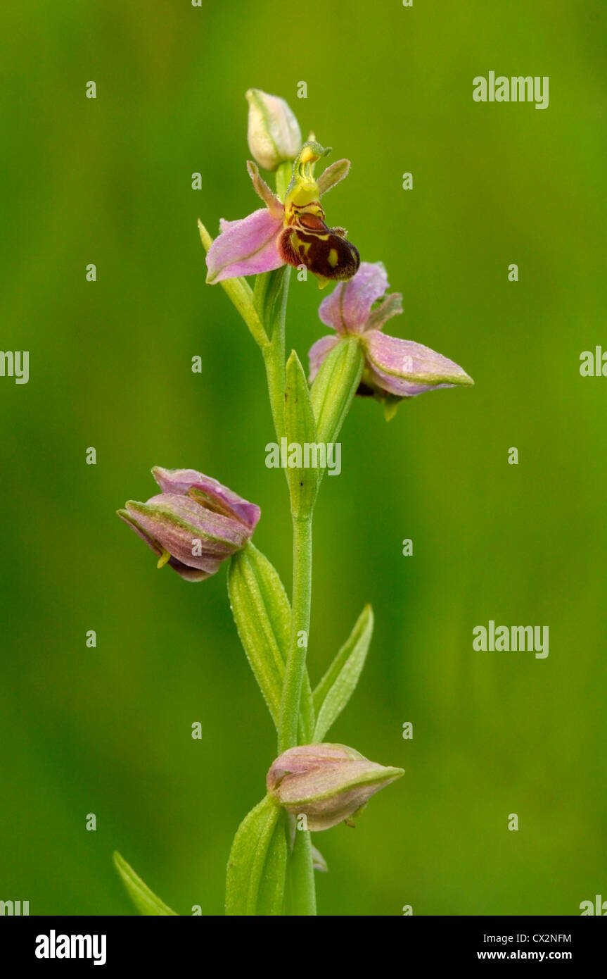 L'orchidée abeille Ophrys apifera close up of montrant des fleurs et gouttes de rosée motif imitant l'abeille Banque D'Images
