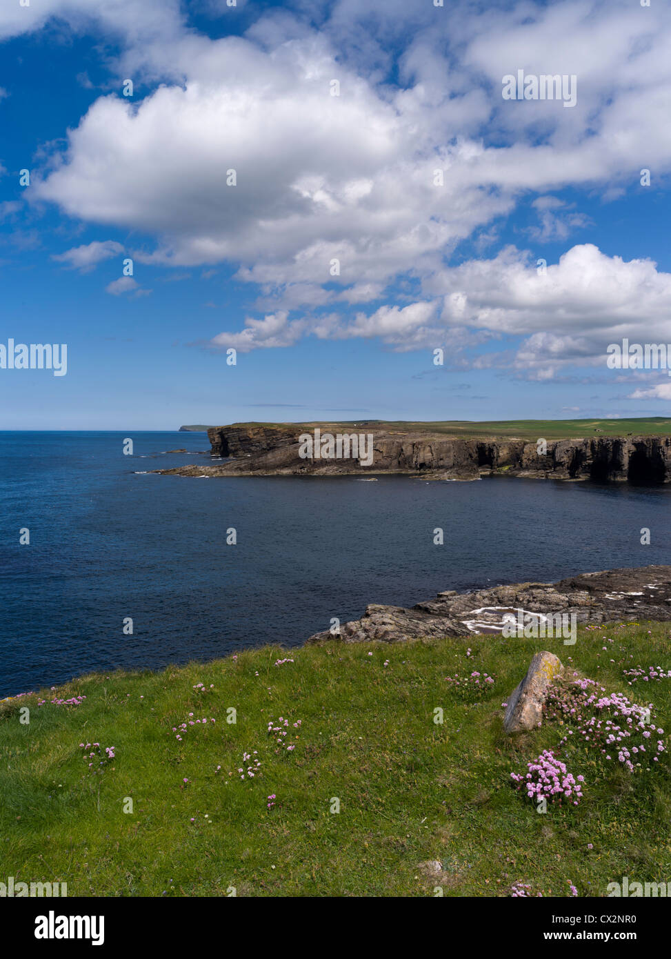 dh Yesnaby Cliffs YESNABY ORKNEY Seapink fleurs seacliff sommets rocheux mer falaise haut côte britannique littoral écossais île été royaume-uni Banque D'Images