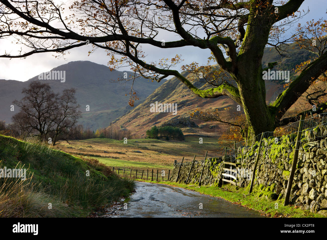 Chemin de campagne menant vers Blea Tarn dans la vallée de Langdale, Parc National de Lake District, Cumbria, Angleterre. Banque D'Images