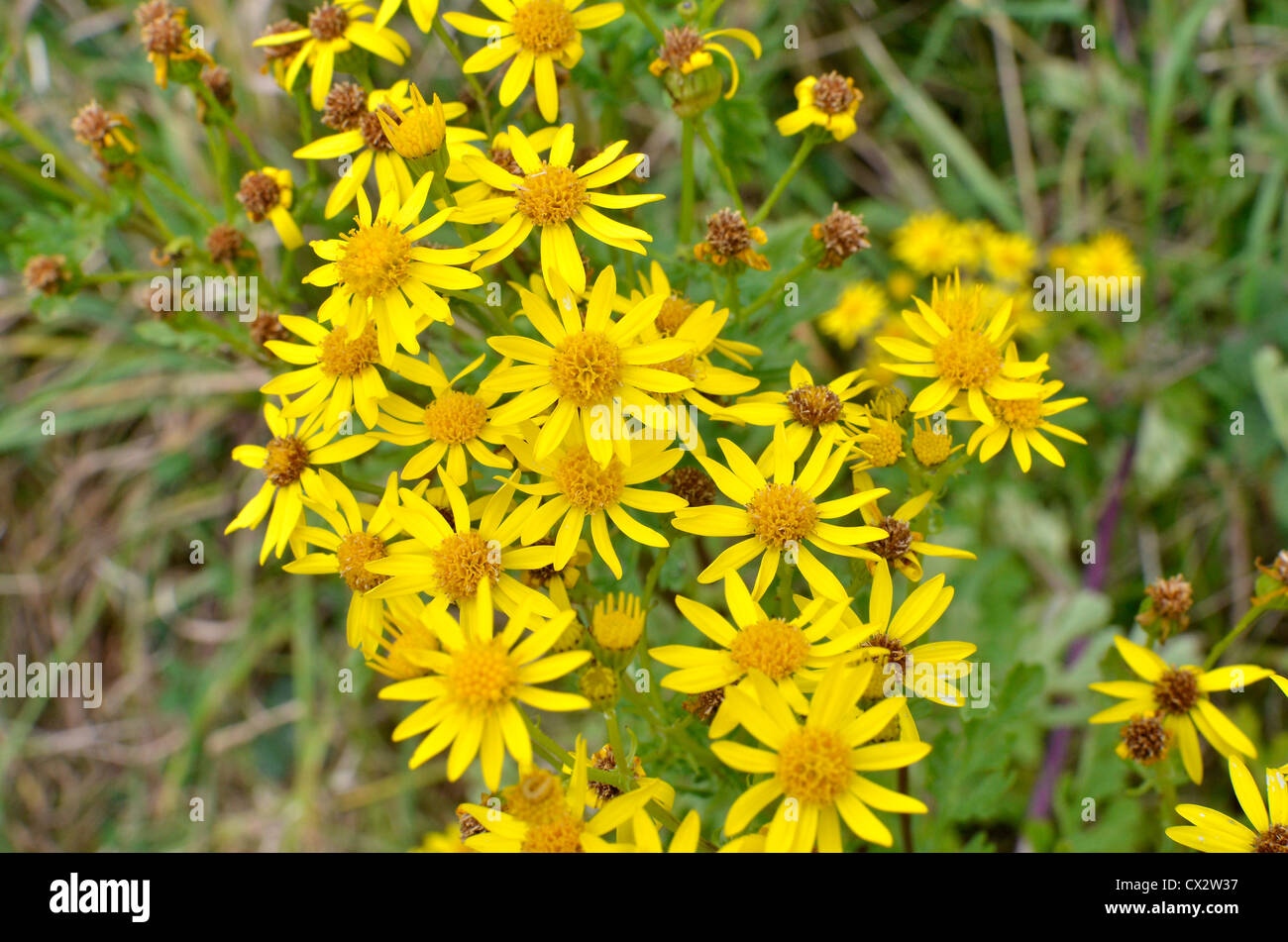 Les fleurs jaunes de séneçon jacobée Senecio jacobaea /  = Jacobaea vulgaris - une mauvaise herbe nuisible. Banque D'Images