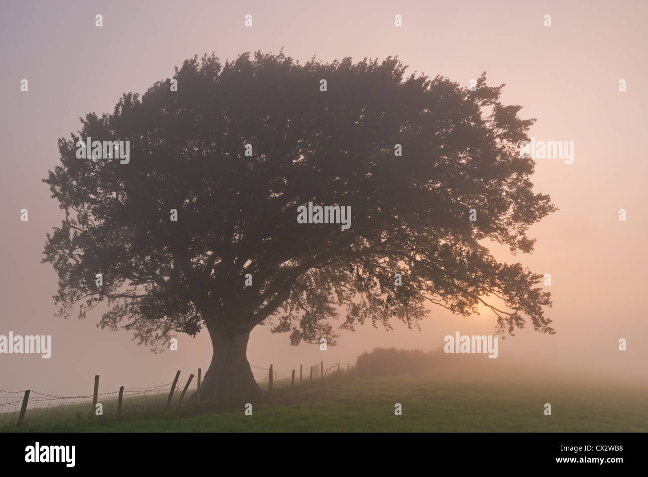 Dans l'arbre enveloppé de brouillard à l'aube, Devon, Angleterre. L'automne (septembre) 2012. Banque D'Images