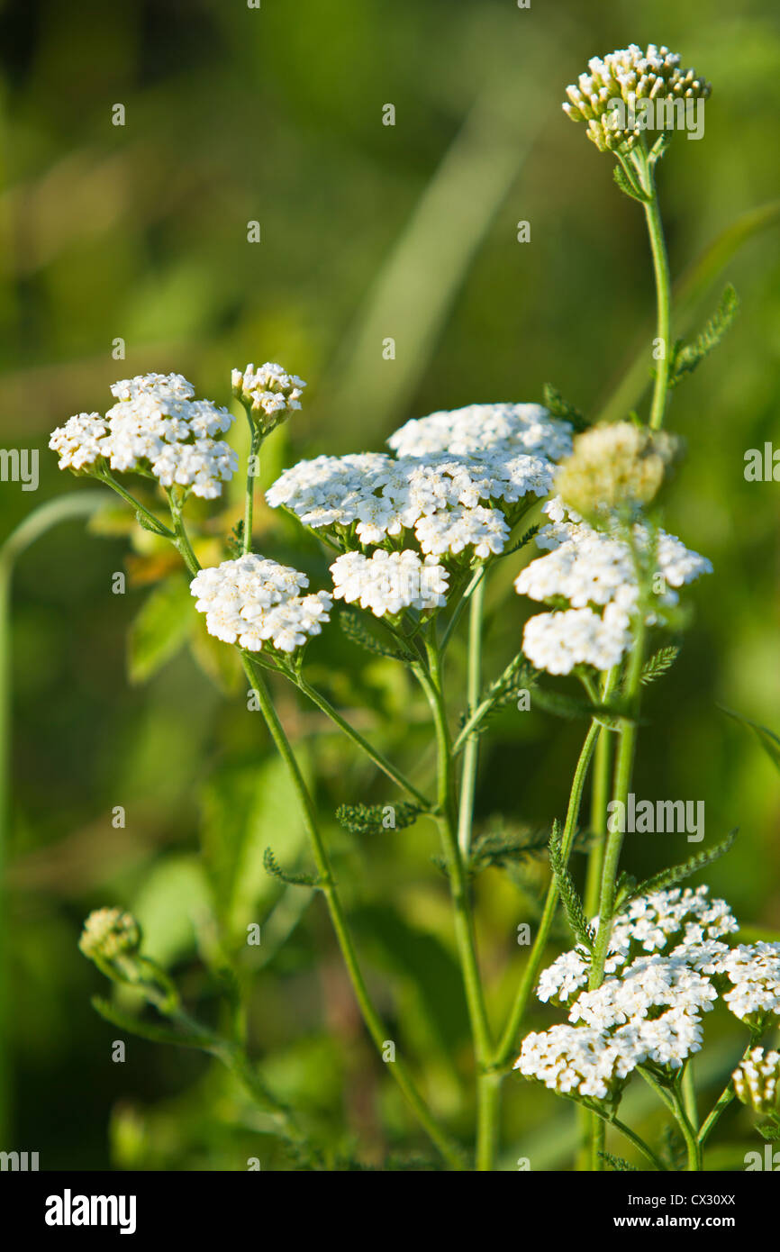 Achillée millefeuille (Achillea millefolium) Banque D'Images