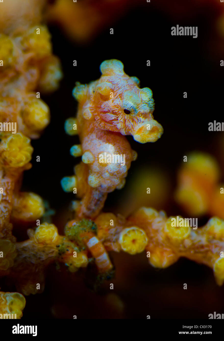 Sous-marins la vie, Bali, Indonésie, plongée, plongée sous-marine, l'océan, sur la mer, coloré, de couleur, de récifs tropicaux, de coraux, hippocampes pygmées. Banque D'Images