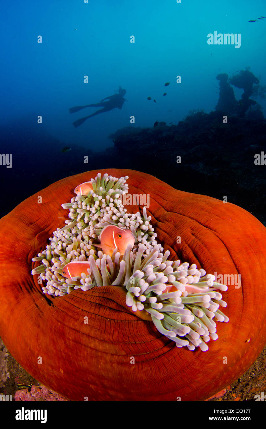 La vie sous-marins, Komodo, Indonésie, plongée, plongée sous-marine, océan, mer, poisson de l'anémone, plongeur, plongeur femelle, silhouette, profonde, de l'eau Banque D'Images