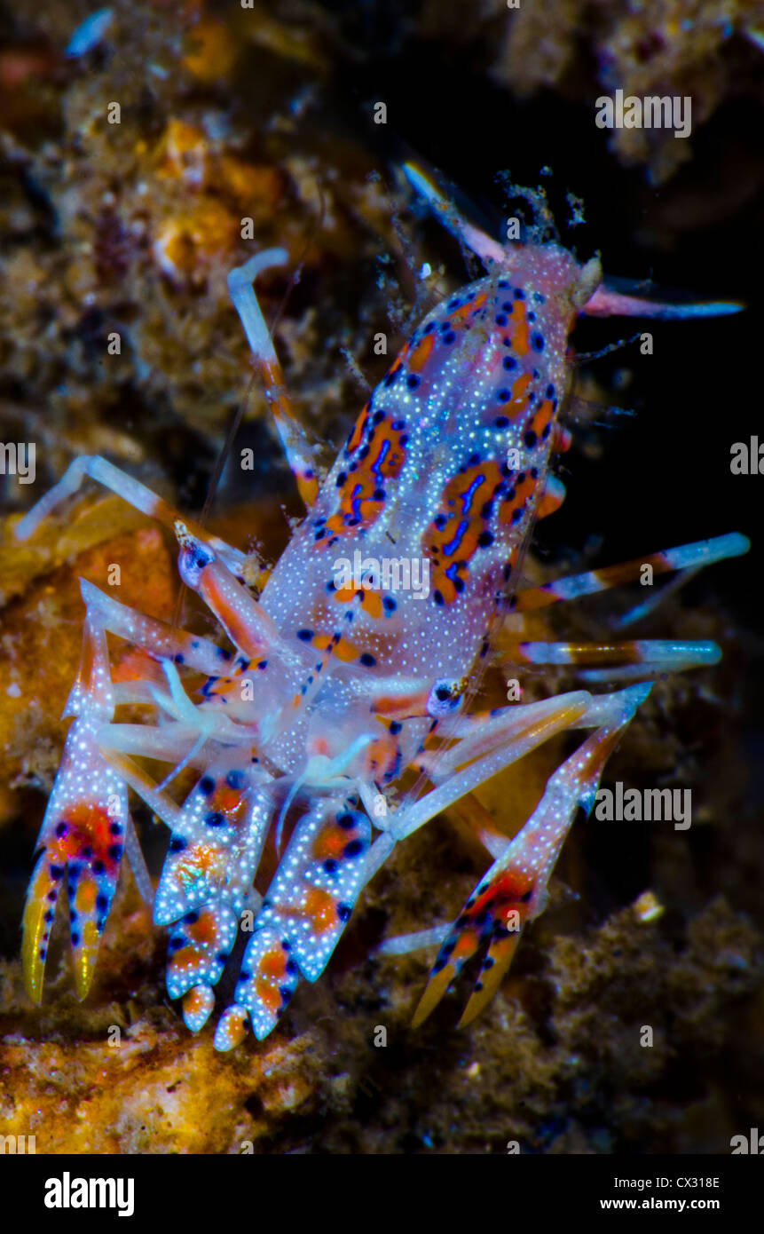 La vie sous-marins, Komodo, Indonésie, crevettes tigrées, plongée, plongée sous-marine, coloré, de couleur, de l'océan, sur la mer, l'eau, de profondeur. Banque D'Images