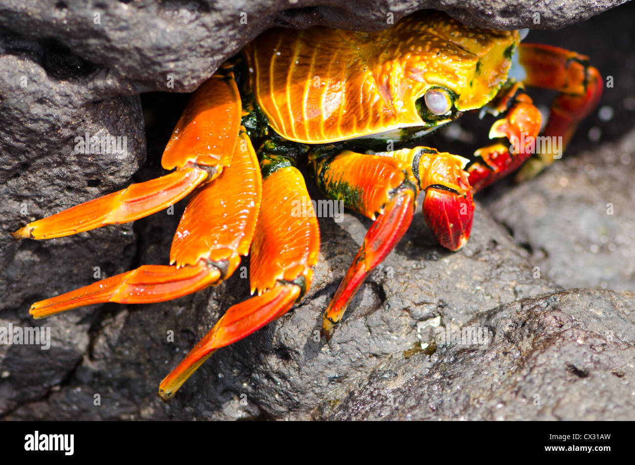 Un pied léger masque crabe sally dans une crevasse de prédateurs dans les îles Galapagos Banque D'Images