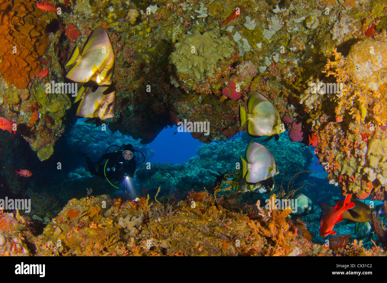 La vie sous-marins, Komodo, Indonésie, plongée, plongée, plongeur, grotte, poissons chauve-souris, colorée, de coraux, de l'océan, profond, bleu, eau de mer Banque D'Images