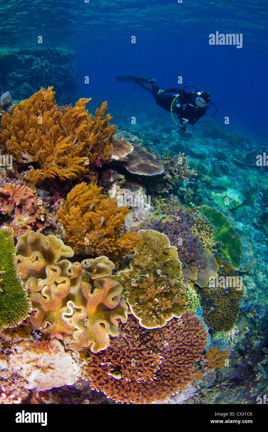 La vie sous-marins, Komodo, Indonésie, les récifs coralliens, plongeur, plongeur femelle, coloré, corail, bleu océan, l'eau, plongée, plongée sous-marine, de la mer. Banque D'Images
