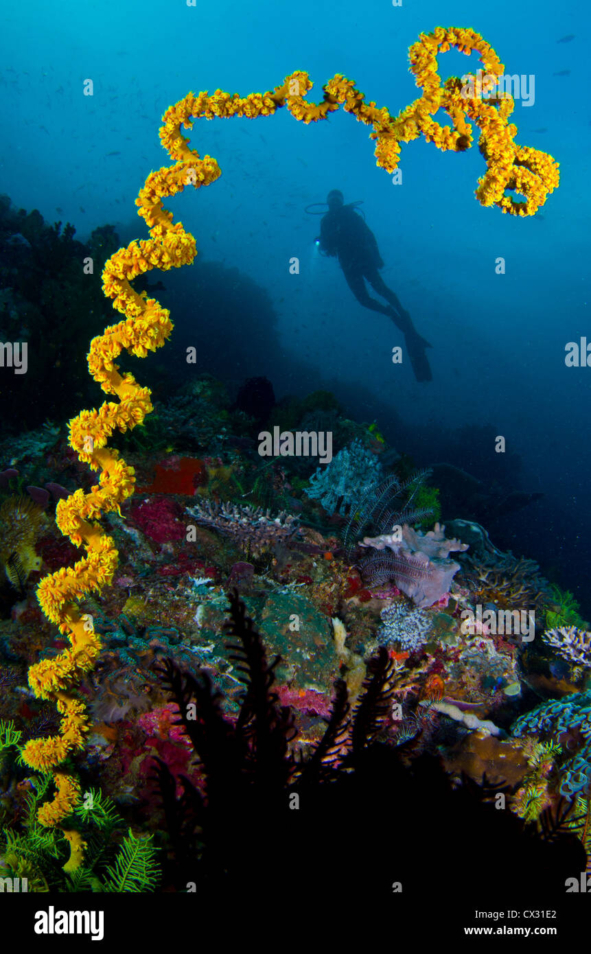 Coraux Mous et plongeur dans Komodo, Indonésie, sous l'eau de la mer, plongée, plongée sous-marine, profond, silhouette, silhouette féminine, récif de corail. Banque D'Images