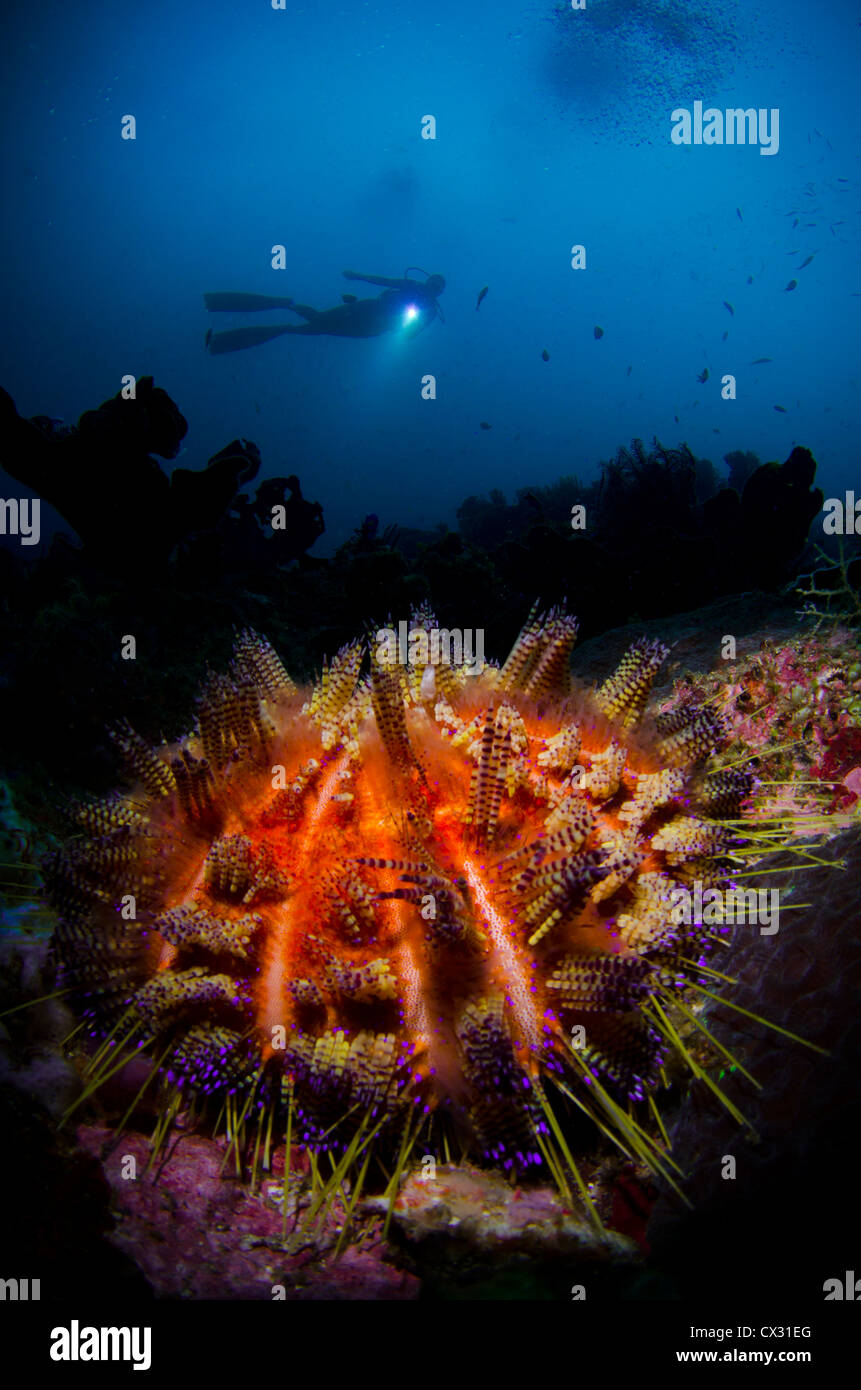 Fire sea urchin et scuba diver silhouette dans Komodo, , plongée, plongée sous-marine, l'océan, sur la mer, l'eau bleue, la vie marine, coloré, sous l'eau Banque D'Images