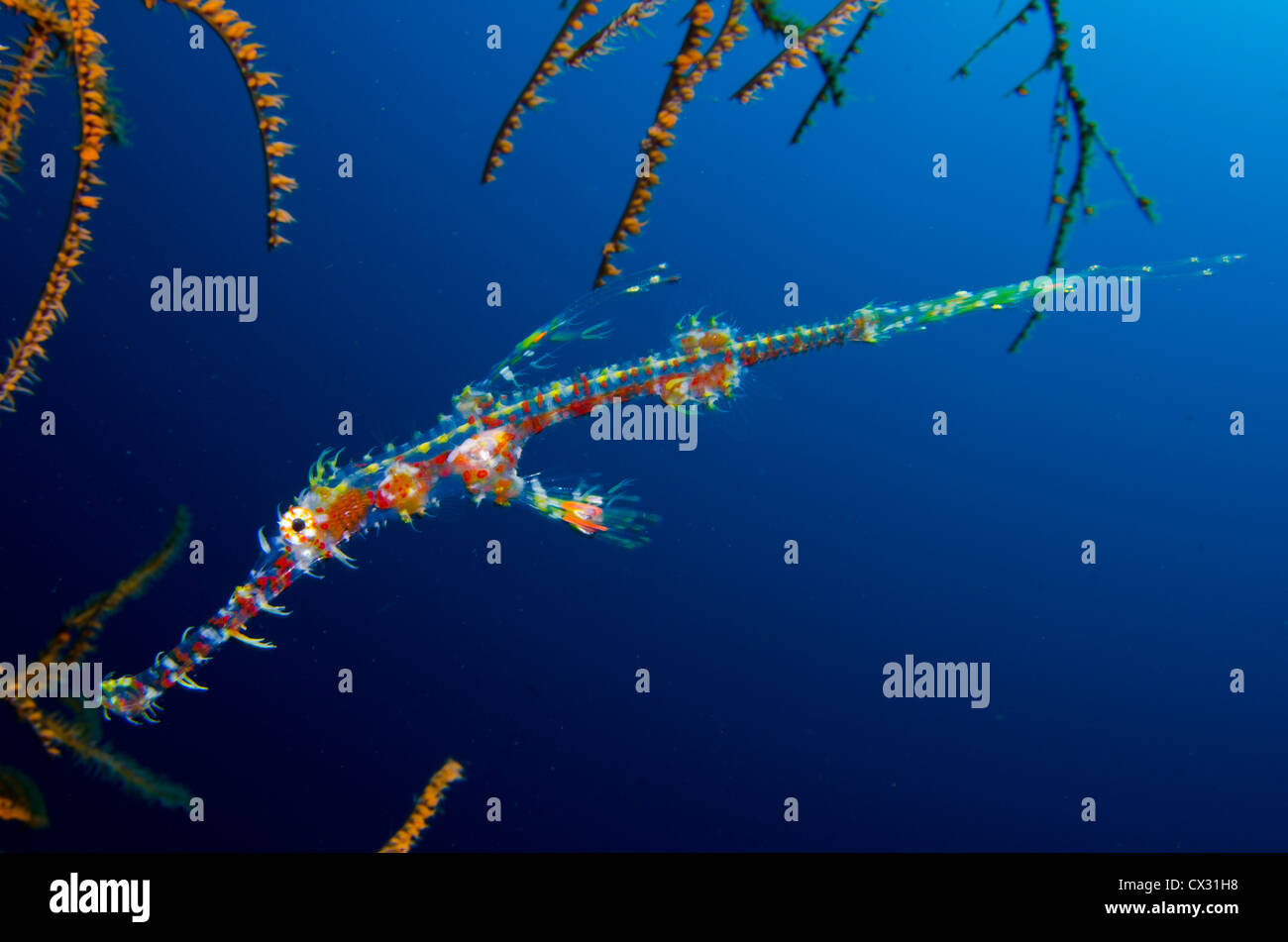 Ghost pipe fish dans Komodo, Indonésie, la vie, l'océan, sur la mer, plongée, plongée sous-marine, l'eau bleue, la vie marine Banque D'Images