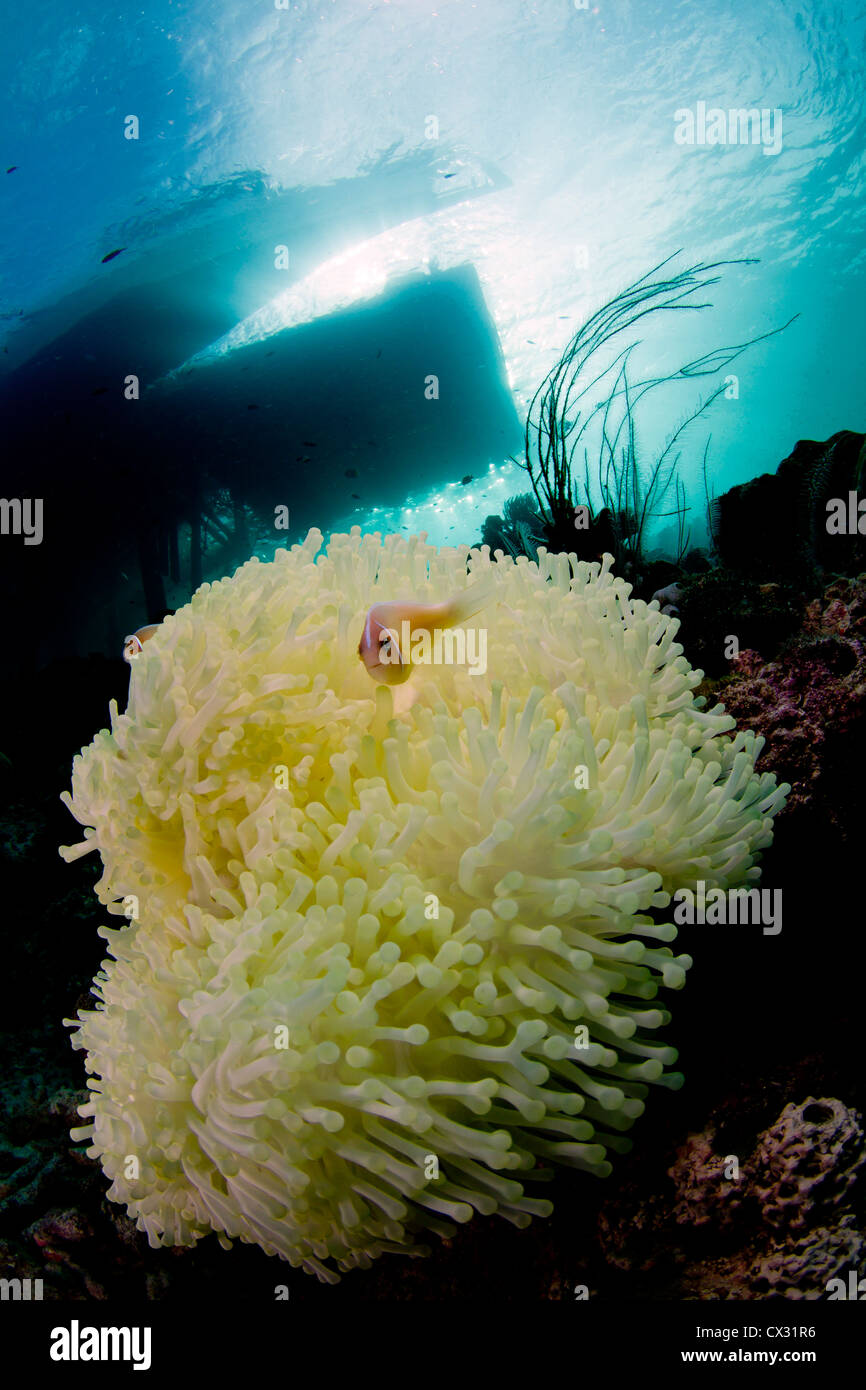 Les poissons clowns poisson clown Amphiprion rose perideraion sur anémone jaune sur la jetée de Misool Banque D'Images