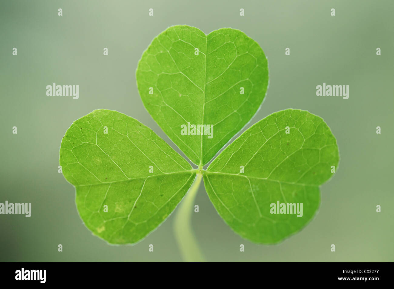 Vue rapprochée de trois leaf clover Banque D'Images