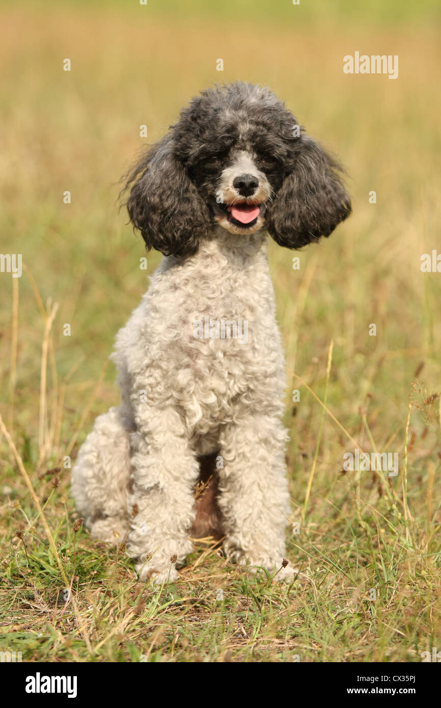 Caniche miniature Banque D'Images