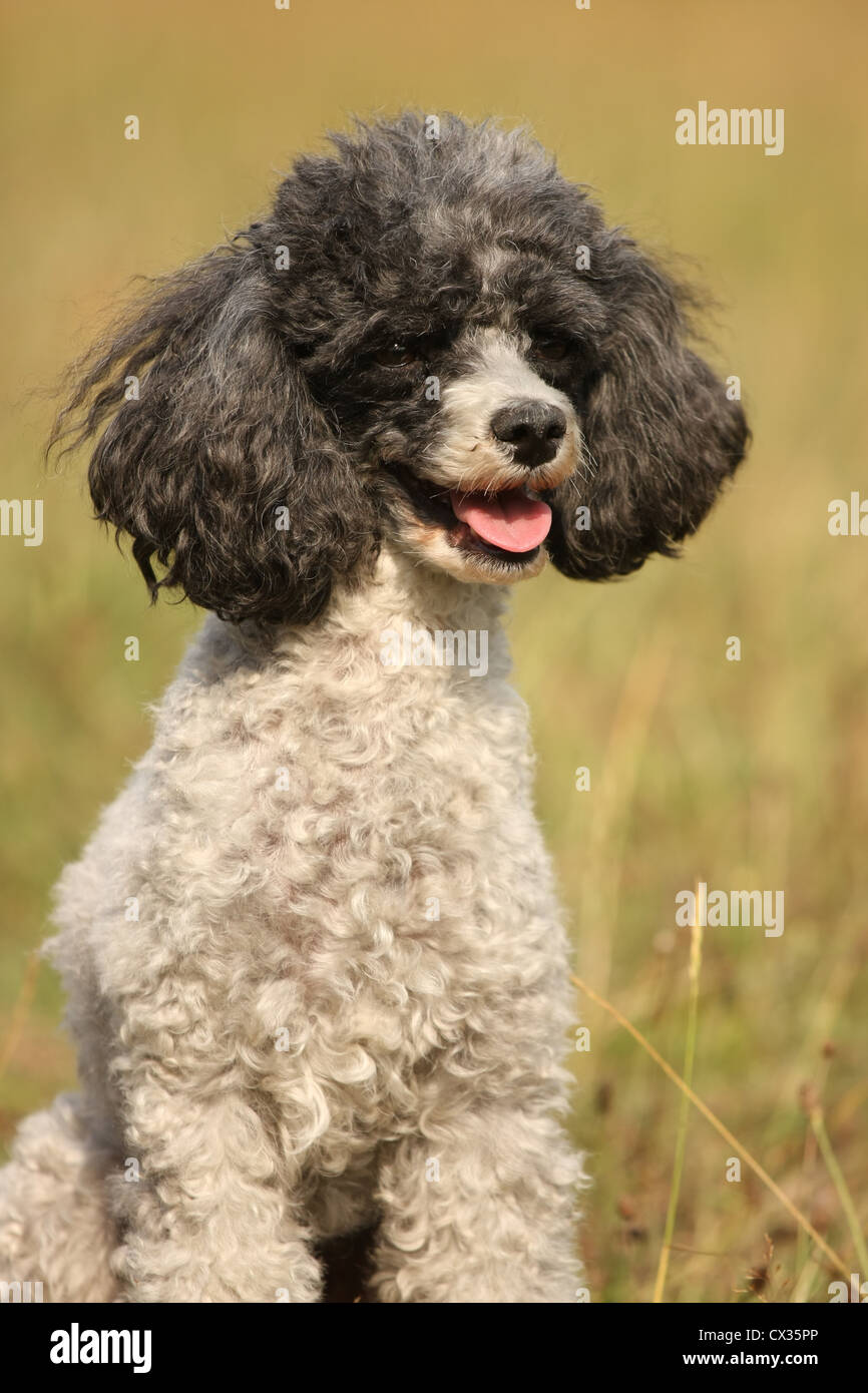 Caniche Miniature Portrait Banque D'Images