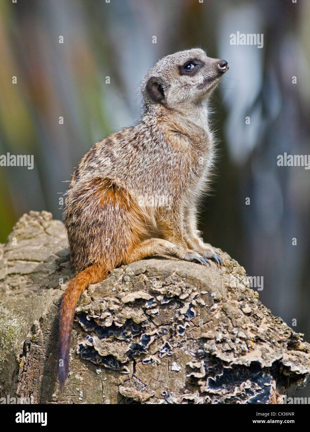 Queue mince Meerkat (Suricata suricatta) Banque D'Images