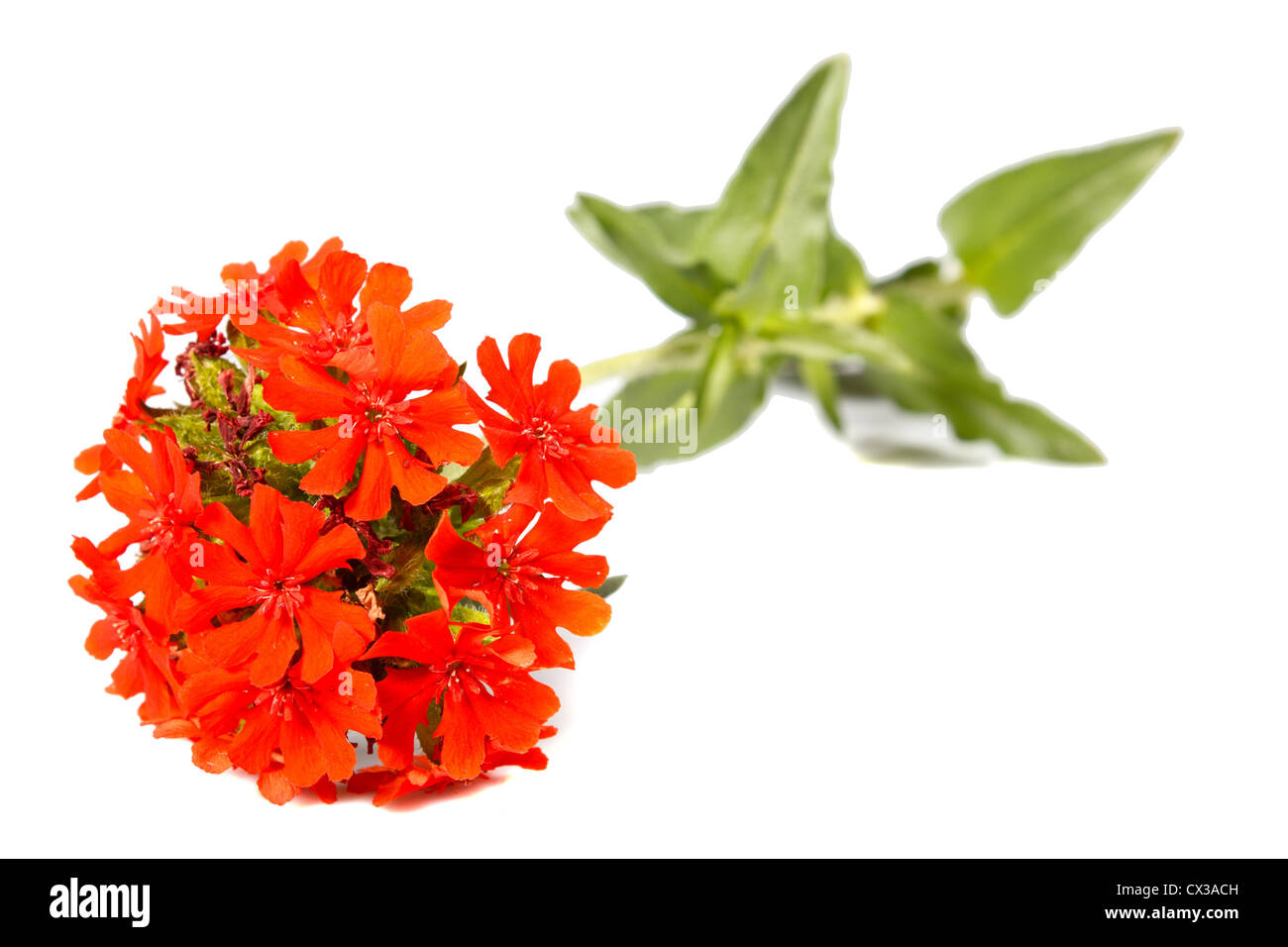 Croix de Malte fleur et savons également que la Croix de Jérusalem (Lychnis chalcedonica) sur fond blanc Banque D'Images