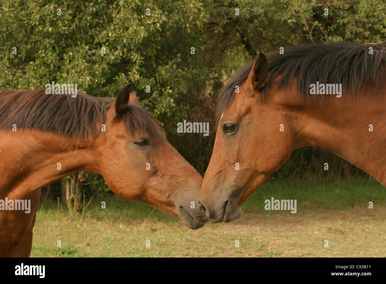 Ponys Banque D'Images
