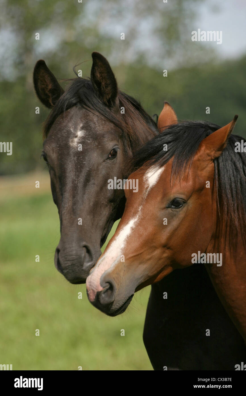 chevaux Banque D'Images