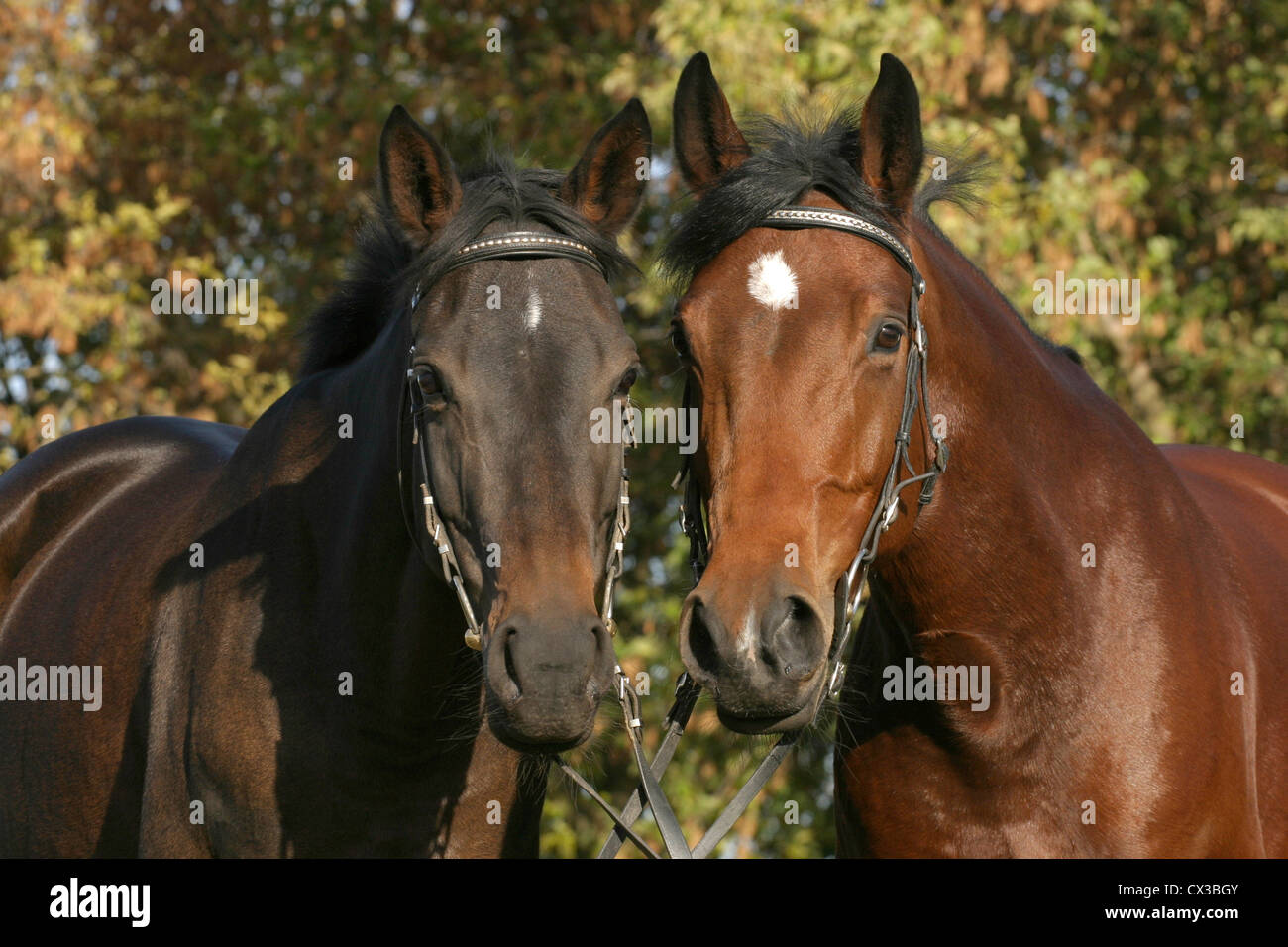 2 chevaux Banque D'Images