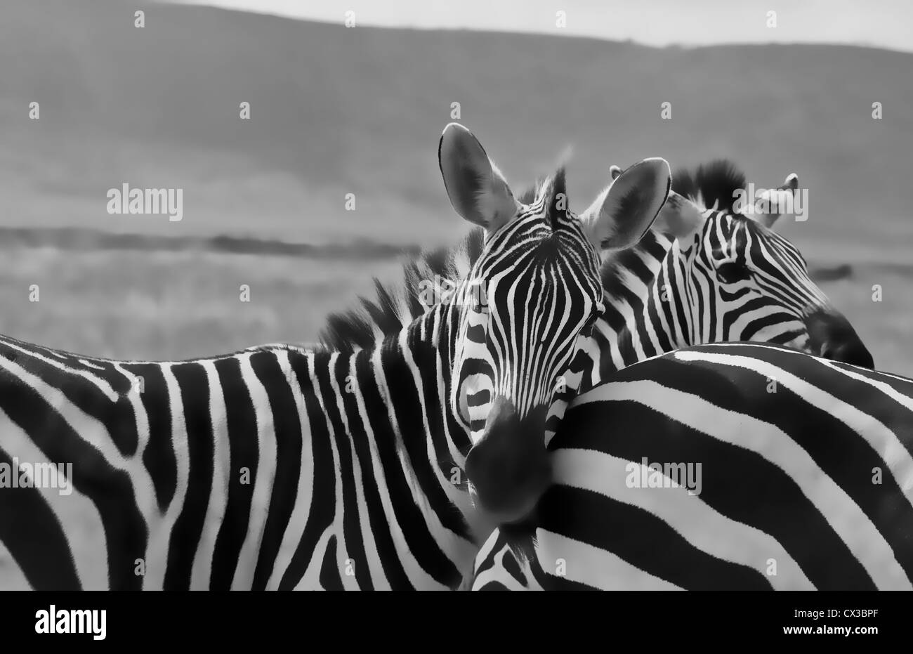 Afrique Tanzanie cratère Ngorongoro Conservation Area avec réserve et gros plans de zèbres animaux dans safari sauvage chefs fermer Banque D'Images