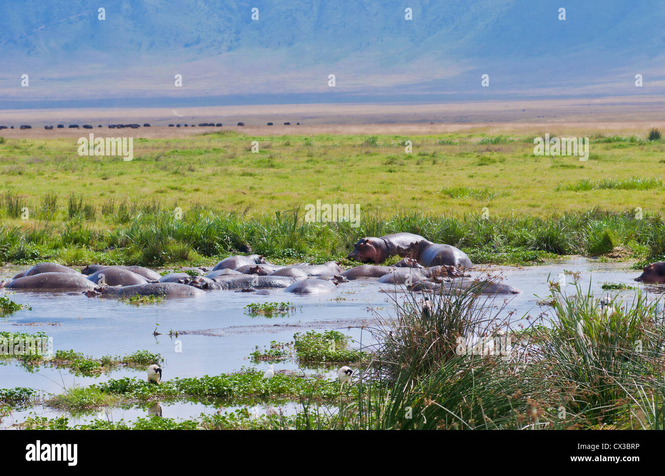 Afrique Tanzanie cratère Ngorongoro Conservation Area avec réserve et des hippopotames dans l'eau animaux dans wild safari Banque D'Images
