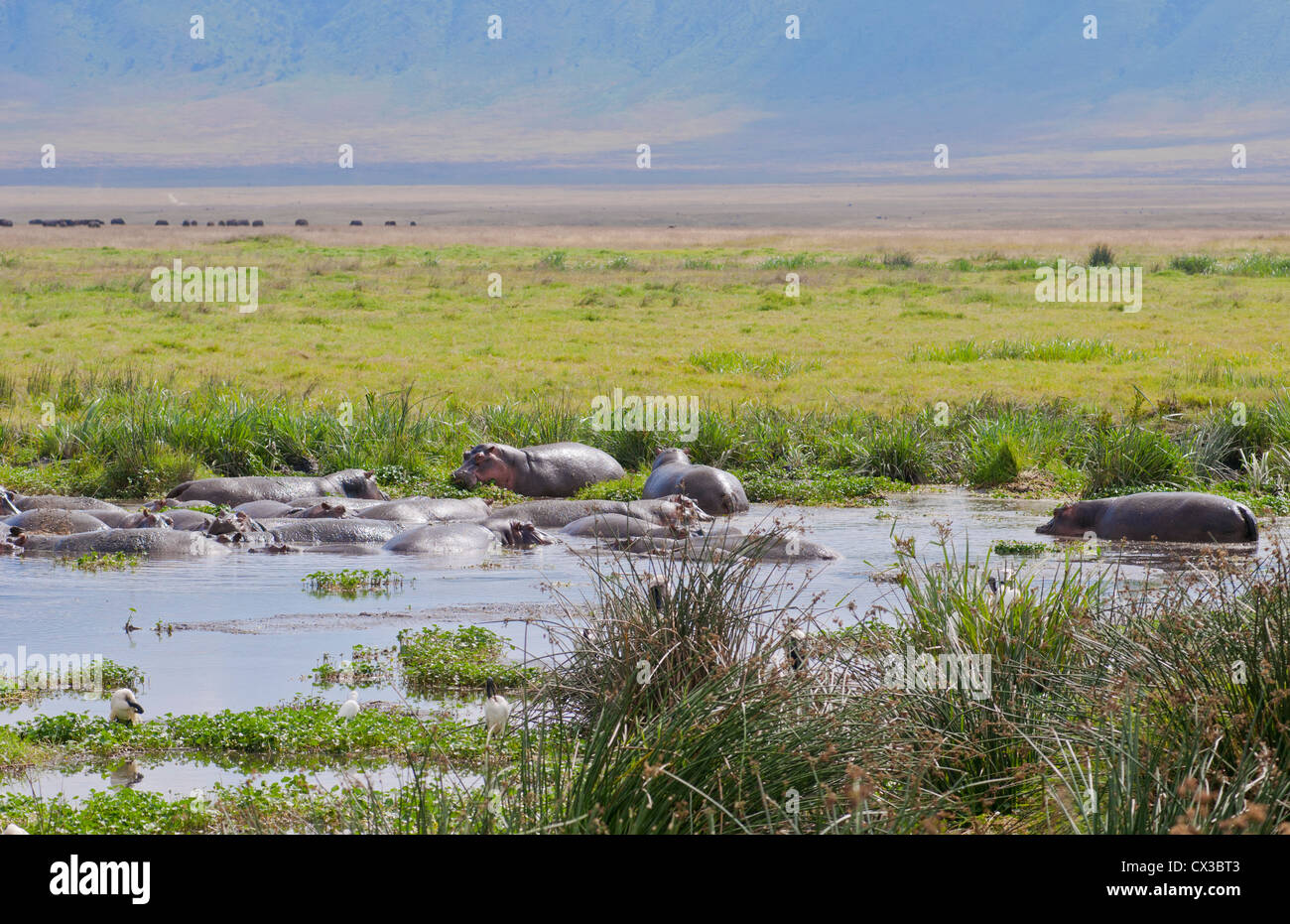 Afrique Tanzanie cratère Ngorongoro Conservation Area avec réserve et des hippopotames dans l'eau animaux dans wild safari Banque D'Images