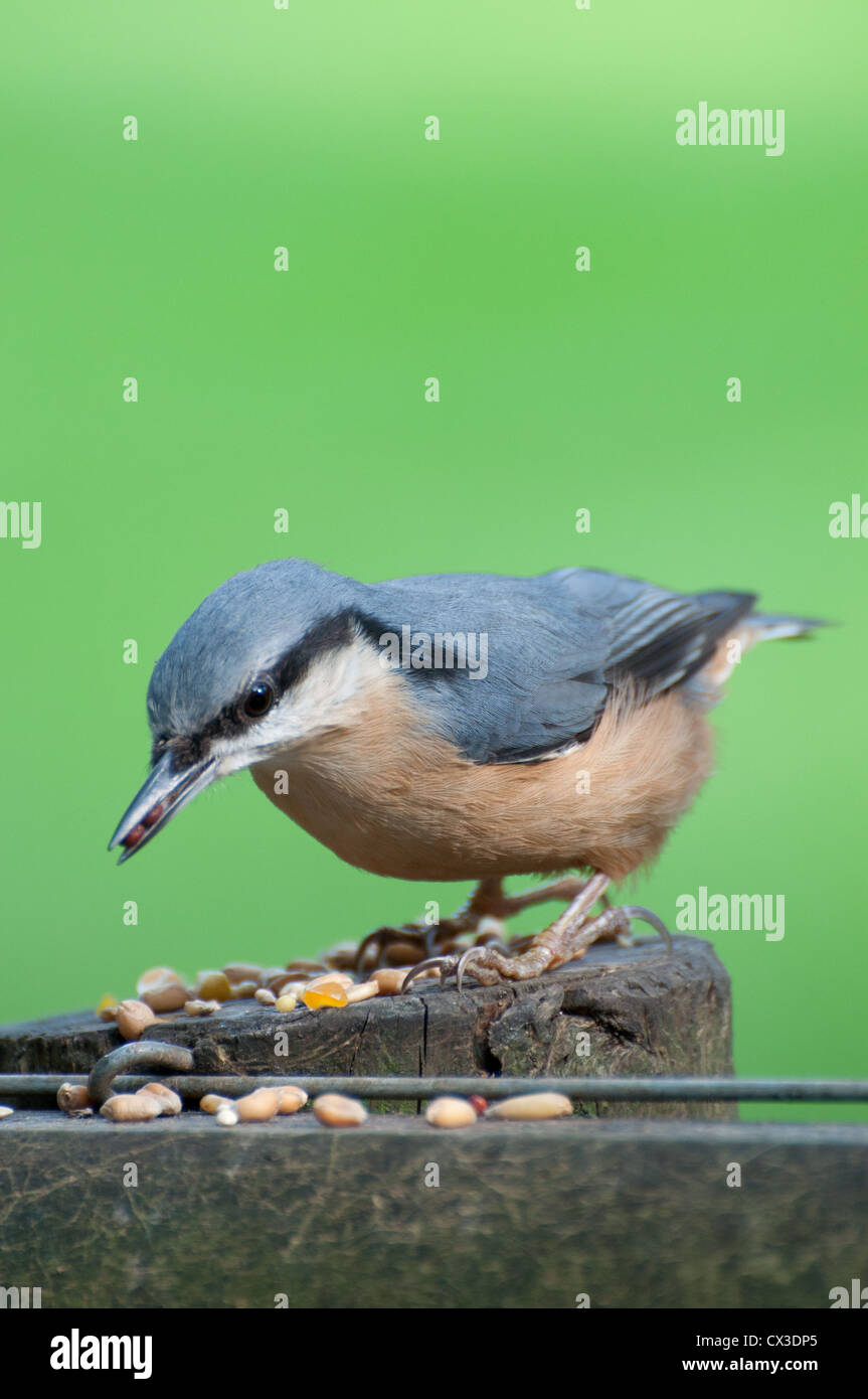 Blanche (Sitta europaea) se nourrissant de graines Banque D'Images