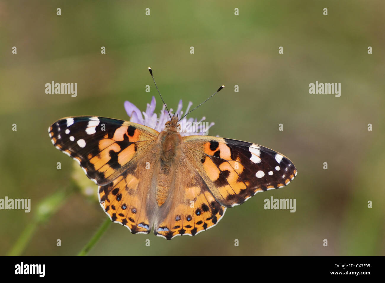 Papillon belle dame (Vanessa cardui) sur une fleur de field scabious Banque D'Images