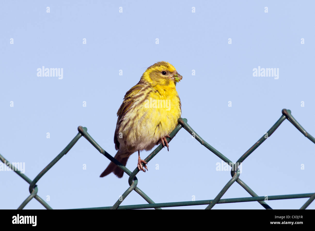 Serin Serinus serinus ; ; Espagne ; nourriture autour de son bec Banque D'Images Serin Serinus serinus ; ; Espagne ; nourriture autour de son bec Banque D'Images