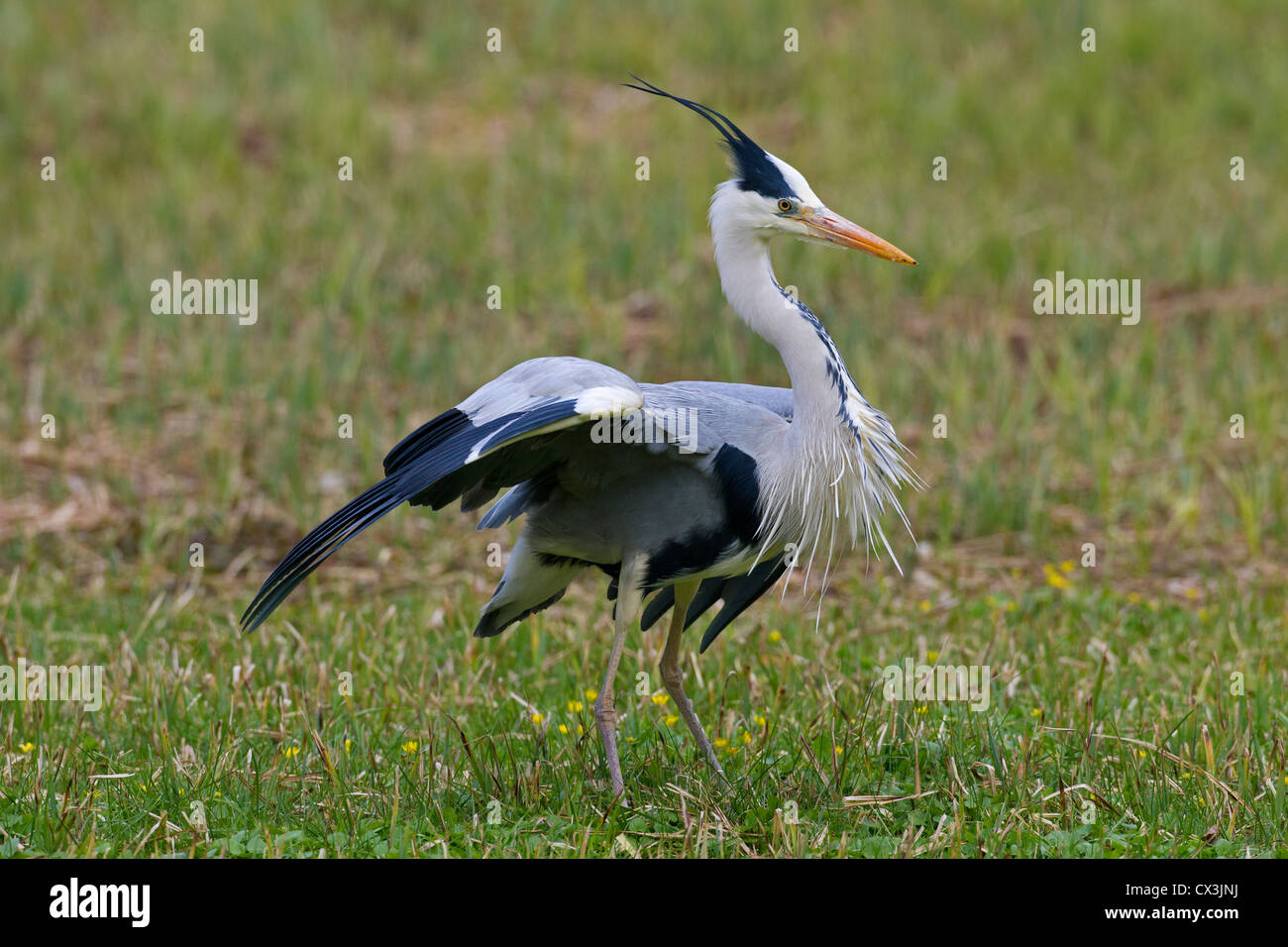 Héron cendré (Ardea cinerea) affichage en soulevant les plumes de la crête en prairie, Allemagne Banque D'Images