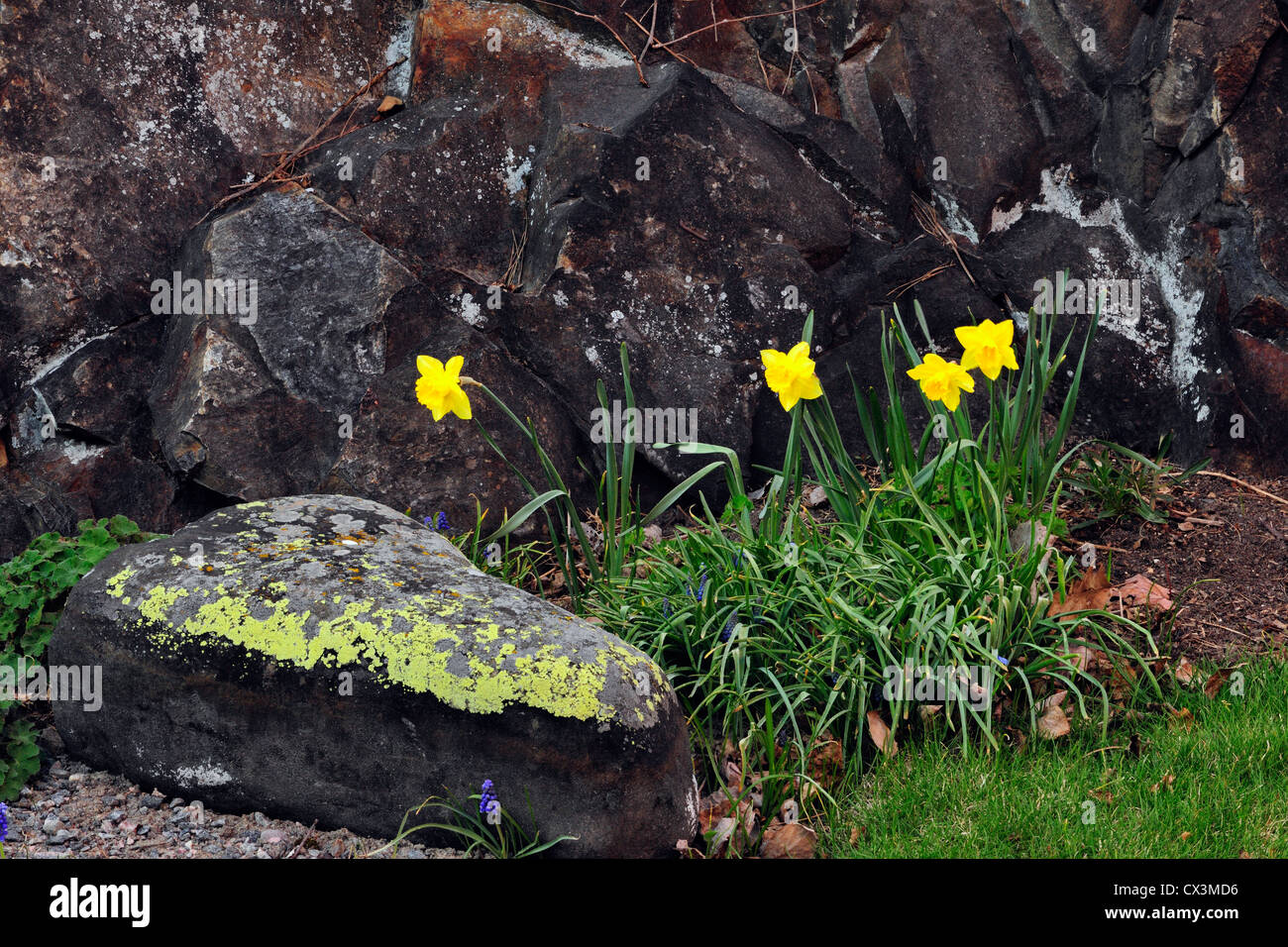 Jonquilles et muscaris près d'un rocher couvert de lichens, Grand Sudbury, Ontario, Canada Banque D'Images