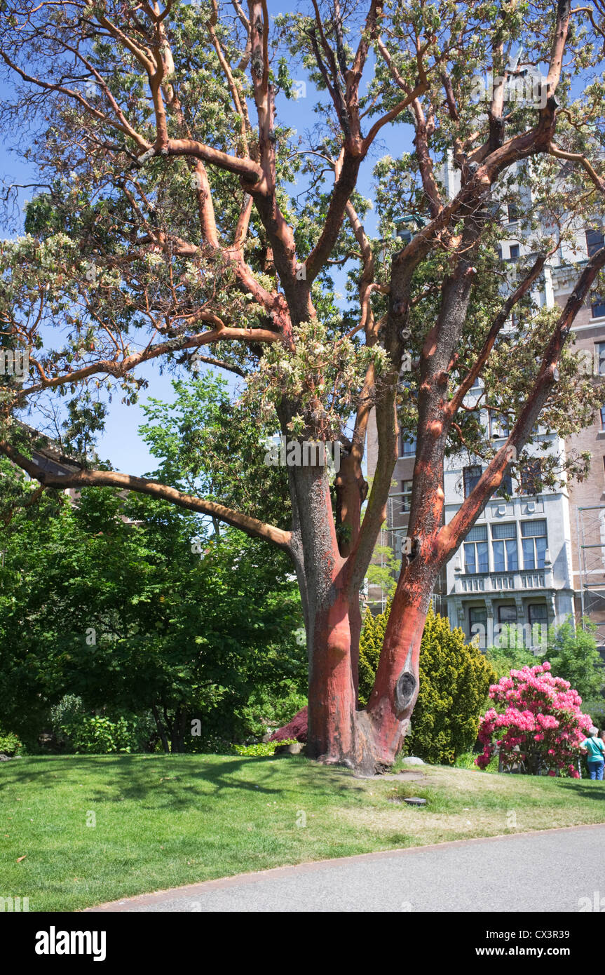Arbre d'Eucalyptus, Victoria, île de Vancouver, Canada Banque D'Images