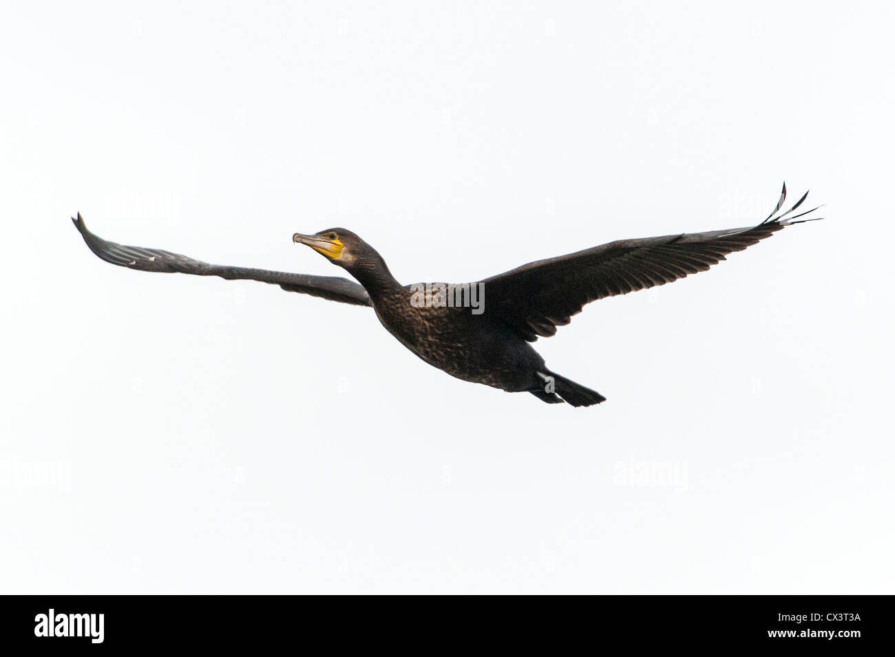 Cormoran (Phalacrocorax carbo) voler contre un fond blanc à la rivière Doon à Ayr, en Écosse. Banque D'Images