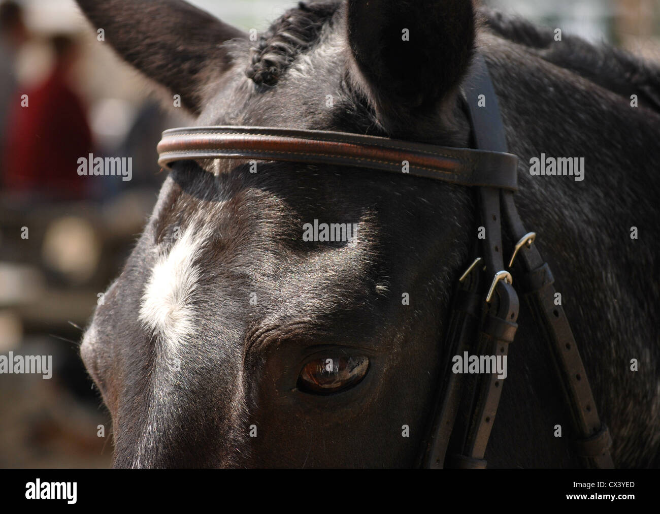 Tête du poney Banque D'Images