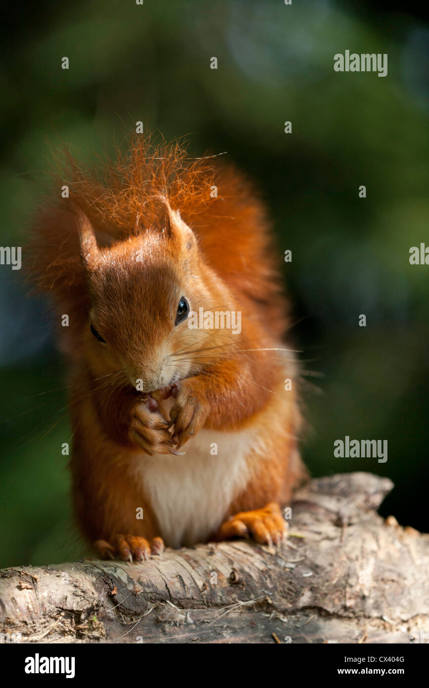 Écureuil rouge vue portrait assis sur un journal de manger une noisette Banque D'Images